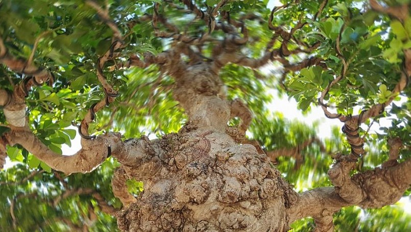 Toàn bộ thân cây ngâu bonsai cổ thụ không có bất kỳ vết cắt tỉa, hoàn toàn tự nhiên.