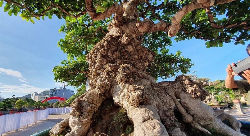 Thân gốc độc đáo của siêu phẩm ngâu bonsai 150 tuổi với sự cổ thụ, già nua.
