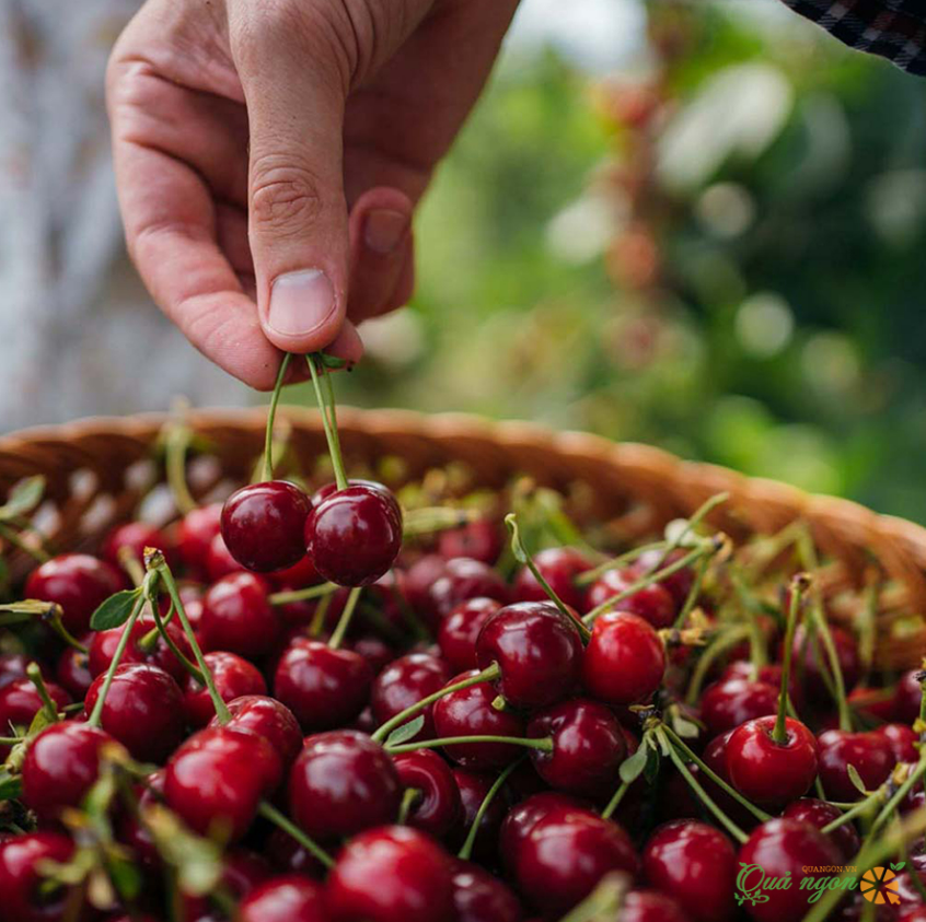 Các lợi ích của quả cherry đối với sức khỏe