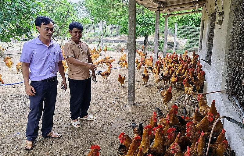 Mỗi năm gia đình ông Phạm Văn Tam xuất bán ra thị trường hơn 40.000 con gà thịt