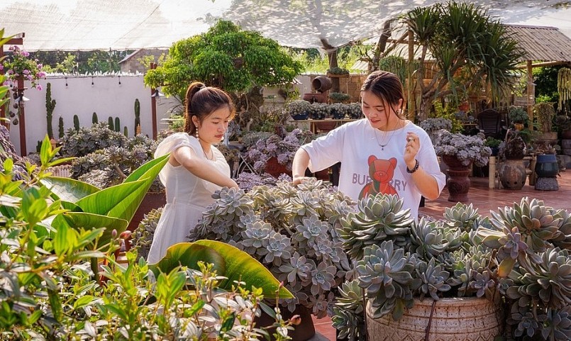 Chủ nhân vườn sen đá khủng Trần Thị Hằng (phải) cùng chị gái chăm sóc sen đá.