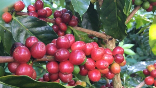 Giá nông sản hôm nay (17/3) cà phê tăng vọt trên mốc 47.000 đồng/kg, hồ tiêu giữ trần 66.000 đồng/kg