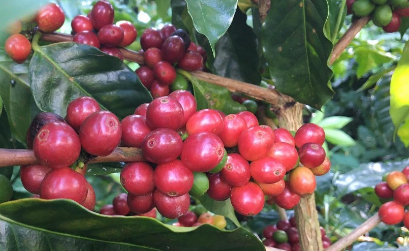 Giá nông sản hôm nay (17/3) cà phê đồng loạt tăng khởi sắc trên sàn kỳ hạn đẩy giá cà phê trong nước tăng mạnh thêm 500 đồng/kg.
