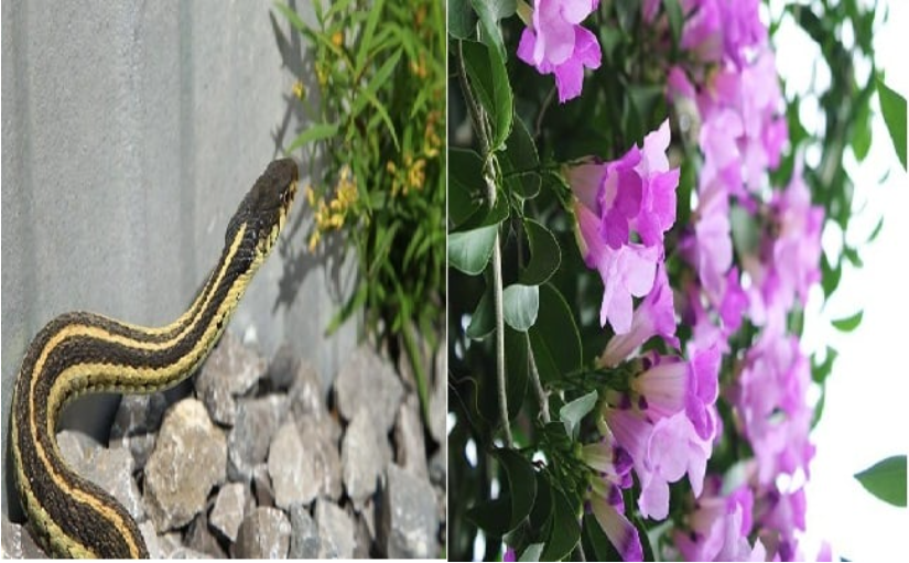 Những loại cây rắn “mê như điếu đổ”, nếu trồng phải thật cẩn thận kẻo dụ rắn vào nhà