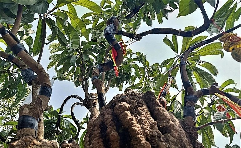 Phía trên bonsai trứng gà cổ thụ là vài nhánh cây với những tán lá xanh và vẫn có trái bình thường.