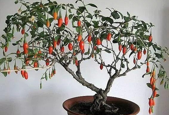 Sau khi tạo dáng ổn định thì cây cảnh câu kỷ tử bonsai sẽ bắt đầu phát triển và ra trái.