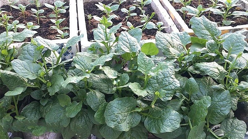 Bí quyết trồng rau mồng tơi trong thùng xốp, hợp thời rau lên mơn mởn, 10 ngày có rau sạch ăn thả ga