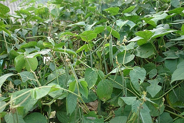 Cây đậu xanh được trồng để làm thực phẩm và làm thuốc