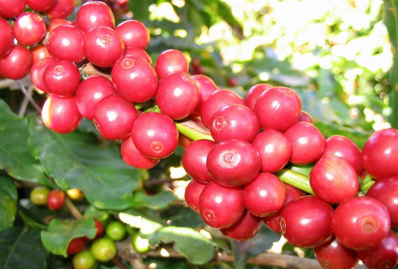 Giá nông sản hôm nay (18/3) giá cà phê hôm nay  giảm đồng loạt khi sắc đỏ bao trùm 2 sàn kỳ hạn.