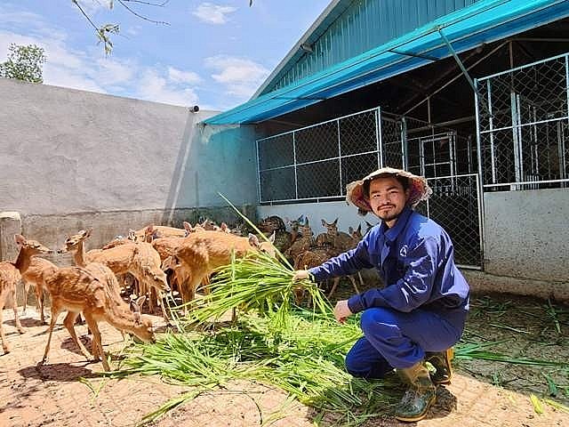 Nguyễn Khắc Huân từ bỏ công việc tại Hà Nội để về đầu tư nuôi con lấy sừng thu lợi nhuận cao