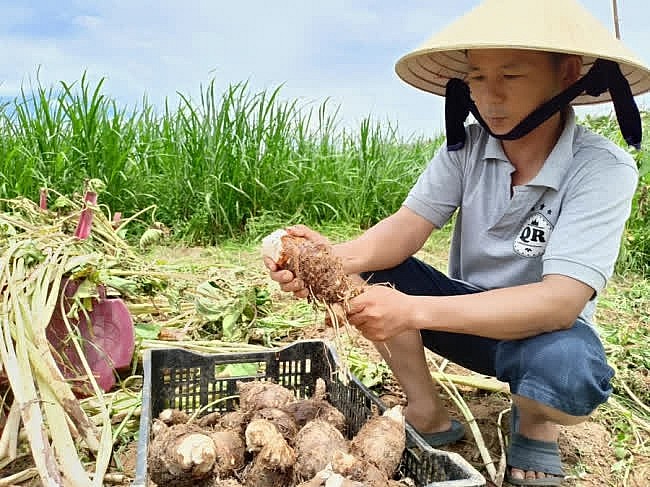 Khoai môn sáp ruột vàng trồng ở ven sông Trà Khúc (tỉnh Quảng Ngãi) đạt năng suất cao
