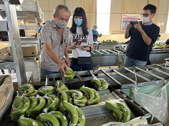 Hoàng Anh Gia Lai lãi gần 4 tỷ đồng mỗi ngày nhờ trồng chuối