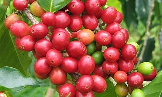 Giá nông sản hôm nay (19/3), cà phê dao động trong khoảng 46.000 - 46.400 đồng/kg. 