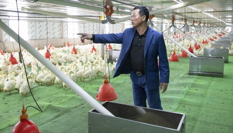 Trại nuôi vịt thông minh trong chuồng lạnh khép kín của ông Đậu Quang Cường.