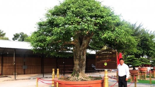 Siêu phẩm sanh bonsai cổ thụ lập kỷ lục, khủng cỡ nào mà có giá 5 tỷ đồng?