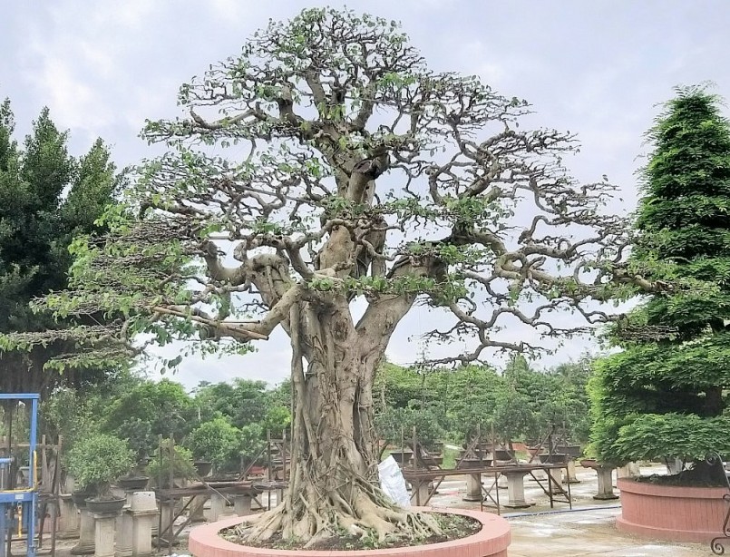 Để có được cây sanh bonsai đạt giá trị thẩm mỹ cao, ông phải chăm sóc, chiết, uốn cành, cắt tỉa, chỉnh sửa tạo dáng cho đến nay mới được bộ tán lớn và xác lập kỷ lục.