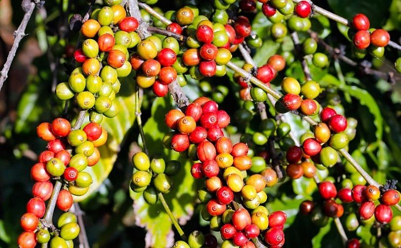 Giá nông sản hôm nay (20/3),  giá cà phê hôm nay (20/3) giảm gần 2% trên thị trường thế giới. 