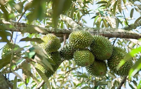 Giá sầu riêng tăng cao khiến lợi nhuận từ loại trái cây vua này tạo sức hút khủng khiếp khi các địa phương ồ ạt trồng sầu riêng. 