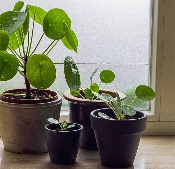Cỏ gương có thể trồng trong nhà, văn phòng để thanh lọc không khí và đem lại sự may mắn tài lộc.