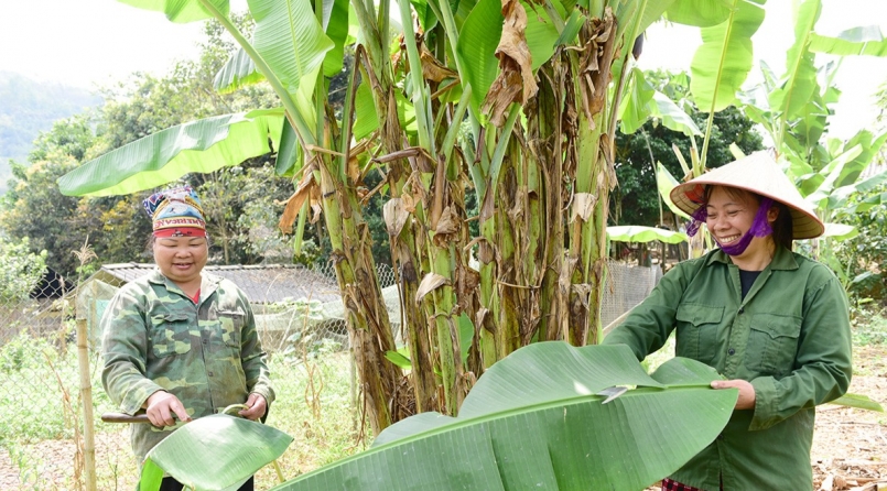 Thu hoạch lá chuối giúp người dân xã Tri Phú (huyện Chiêm Hóa,, tỉnh Tuyên Quang) có thu nhập ổn định.
