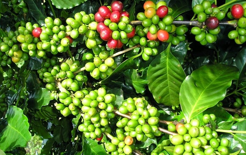 Giá nông sản hôm nay (21/3), giá cà phê trung bình ở mức 46.600 đ/kg tăng 400 đồng/kg.