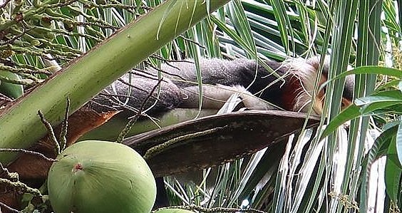 Tại tỉnh Phú Yên, nơi có tiềm năng cao về phân bổ loài voọc chà vá chân xám là khu vực rừng phòng hộ huyện Đồng Xuân.