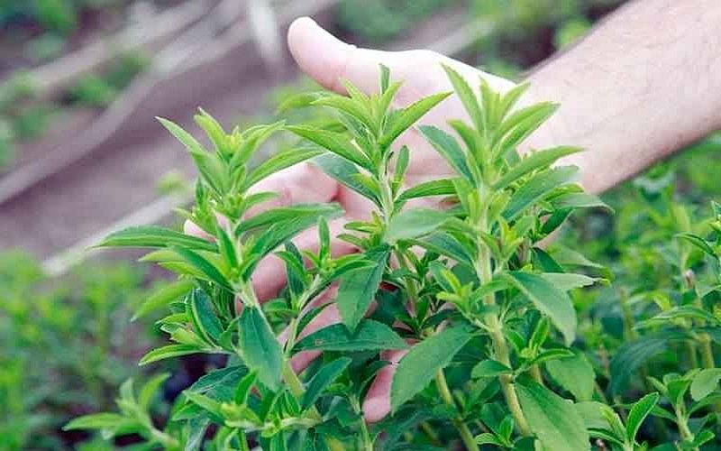 Cây cỏ hay cúc ngọt còn có tên khoa học là Stevia rebaudiana