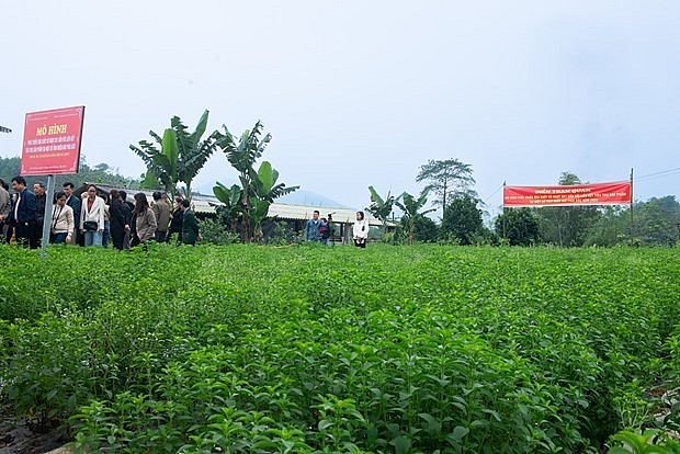 Mô hình trồng cỏ ngọt SV1 của gia đình ông Vi Quốc Nam tại thôn Trung, xã Việt Lâm, huyện Vị Xuyên, tỉnh Hà Giang. Ảnh: Nam Thái - TTXVN