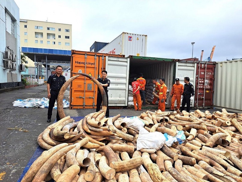 Hải quan Hải Phòng bắt giữ 7 tấn ngà voi nhập lậu