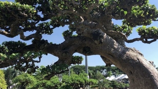 Siêu phẩm duối bonsai Đất Võ đạt cảnh giới thượng thừa, dậy sóng với giá 3,5 tỷ đồng