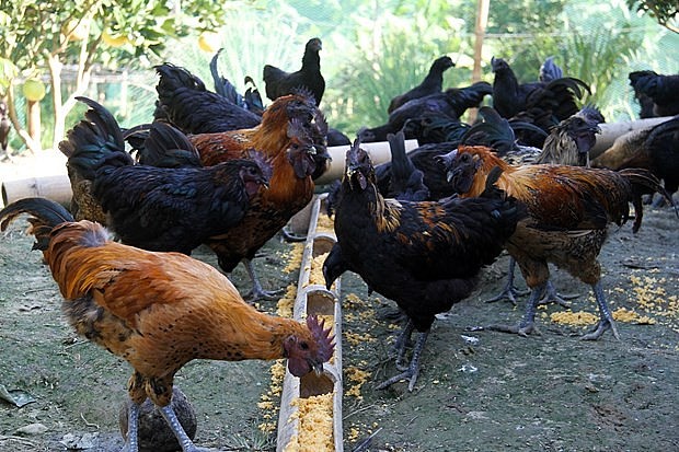 Giống gà H’Mông là giống gà quý hiếm, có đặc điểm là thịt đen, xương đen. Ảnh TTXVN