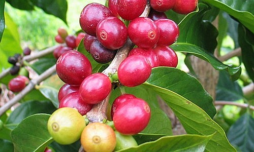 Giá nông sản hôm nay (22/3), Cà phê khởi sắc trên sàn kỳ hạn đẩy giá cà phê trong nước  tăng mạnh tới 600 đồng/kg.