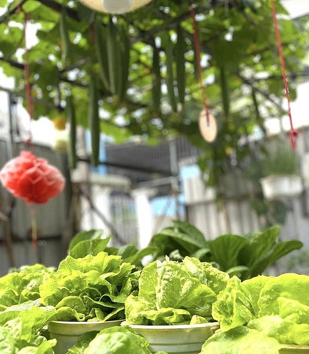 Được bạn bè có kinh nghiệm trồng rau đến nhà chơi, động viên, chị Loan đã biến khu vườn nhỏ trên sân thượng thành nơi cung cấp rau, quả sạch.