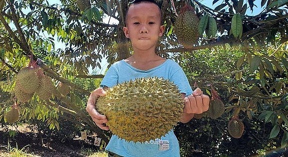 khoảng 2,45 triệu kg sầu riêng trồng trên đảo Hải Nam sẽ được bán trên thị trường từ tháng 6 năm nay.