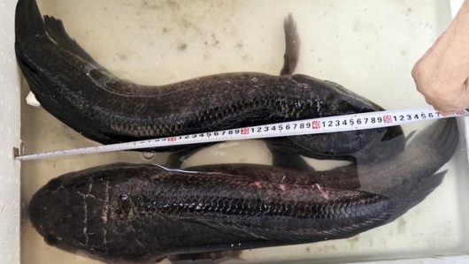 Tát ao nhà, một nông dân miền Tây bắt được cặp cá lóc nặng tới 14kg cực hiếm