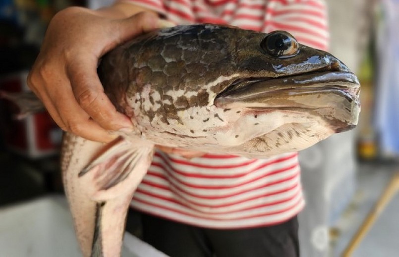 Tát ao nhà, một nông dân miền Tây bắt được cặp cá lóc nặng tới 14kg cực hiếm