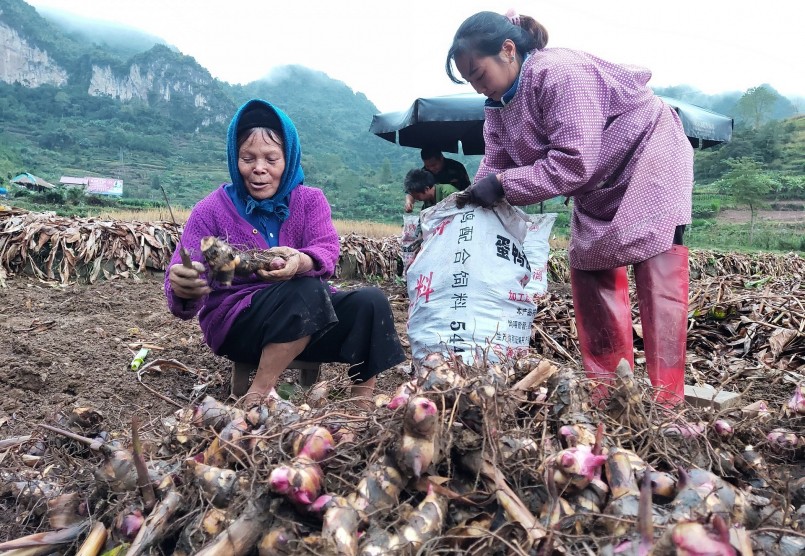 Người nông dân trồng cây dong riềng  đỏ tỉnh Cao Bằng phấn khởi thu hoạch củ dong riềng.