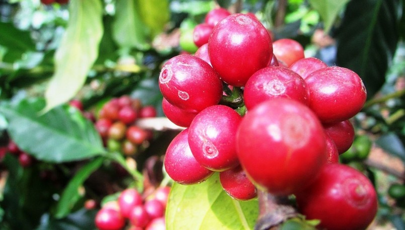 Giá nông sản hôm nay (23/3), sắc đỏ bào trùm cả 2 sàn kỳ hạn kéo cà phê trong nước quay đầu giảm 100 đồng/kg.