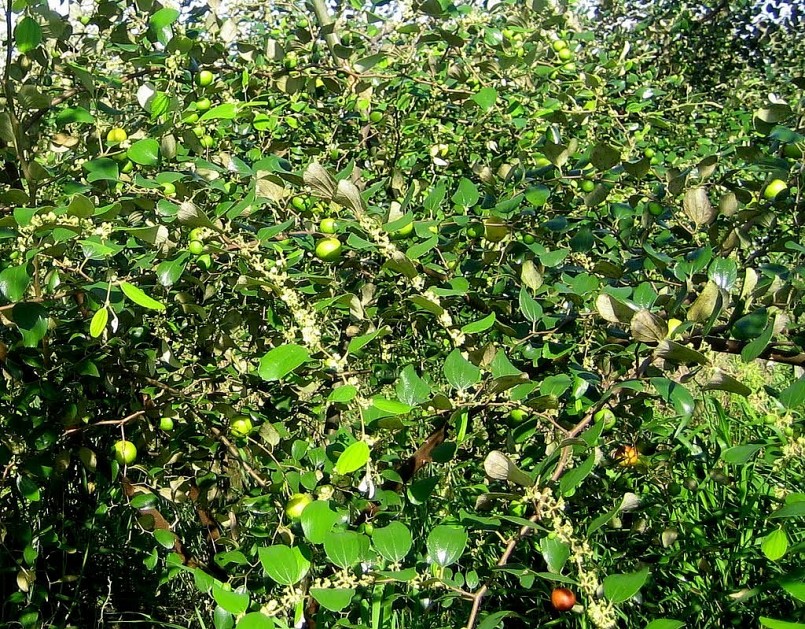 Cây táo dại thường mọc hoang thành bụi, có lá nhỏ, nhiều gai.