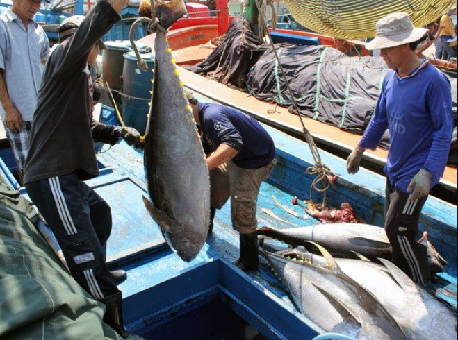 Xuất khẩu cá ngừ tăng ấn tượng tại các thị trường nhỏ