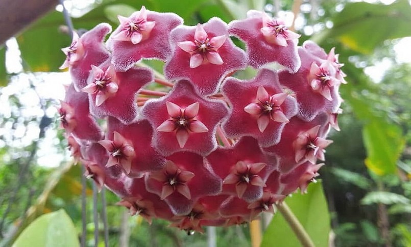 Hoa lan cẩm cù thường được mọi người dùng để trang trí vì nó có hình dáng màu sắc hoa đa dạng. 