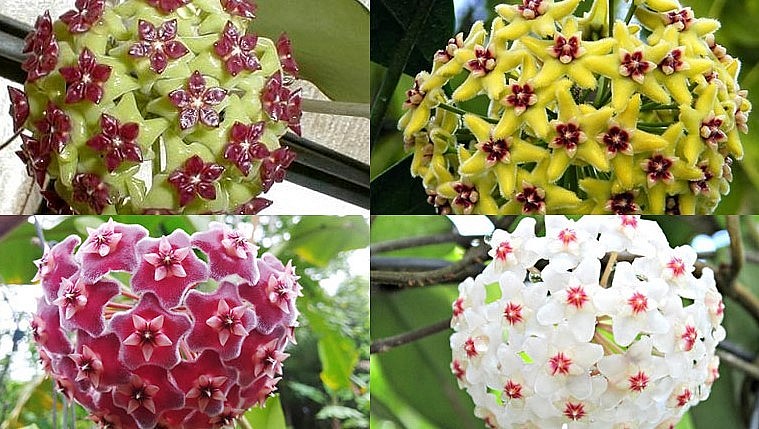 Hoa lan cẩm cù có màu sắc đa dạng.