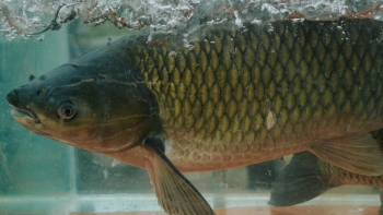 Loài cá thường bỗng trở nên đặc biệt khi nuôi trên dòng sông di sản, bí mật được hé lộ