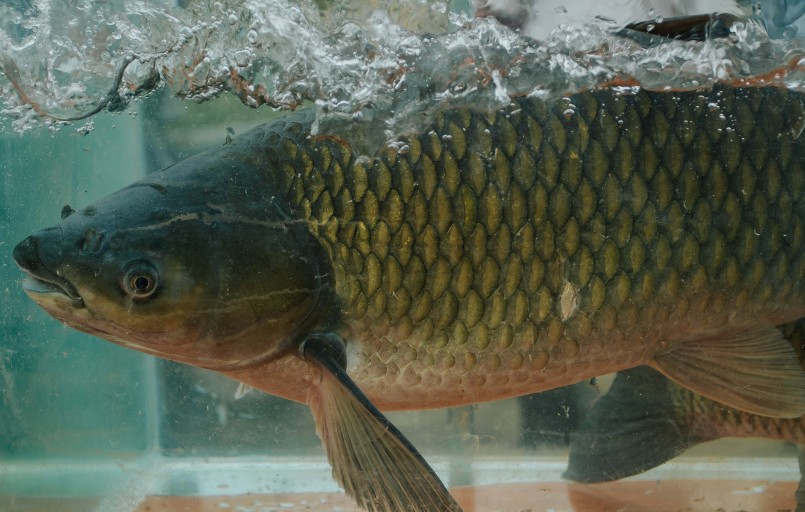 Cá trắm sông Son được biết đến là loại cá đặc sản có thịt thơm, ngọt, bổ dưỡng của vùng đất này.