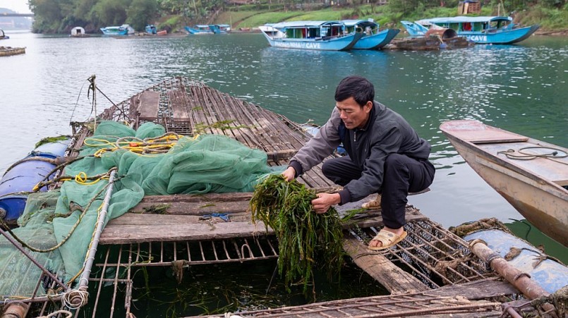 Cá trắm sông Son được cho ăn rong rêu vớt trên dòng sông Son nên chất lượng rất đặc biệt. Ảnh: Hoàng Táo