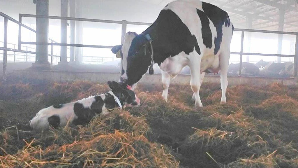 Phạt 560 triệu đồng công ty trang trại bò sữa công nghệ cao Phú Yên