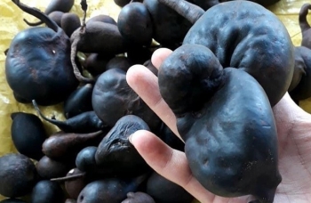 Loại củ đen xì phát hiện trong tổ mối bất ngờ lại là nhân sâm quý hiếm nhất thế giới