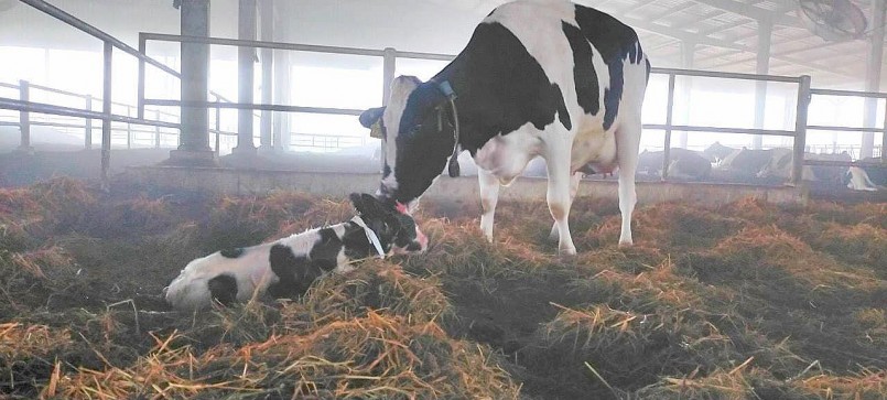 Phạt 560 triệu đồng công ty trang trại bò sữa công nghệ cao Phú Yên