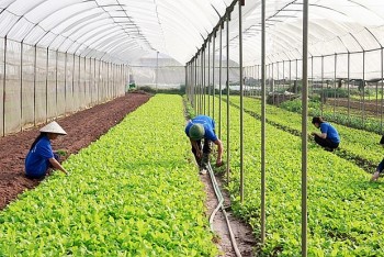 Tập huấn sử dụng thuốc bảo vệ thực vật, nâng cao kiến thức cho cán bộ, nông dân Nam Định