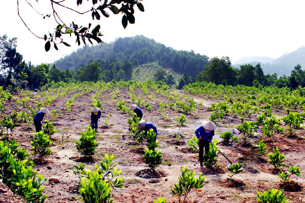 Bước chuyển trong công tác trồng rừng ở Quảng Ninh